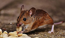 24 Hour & Emergency Exterminators in Cranberry Isles, ME